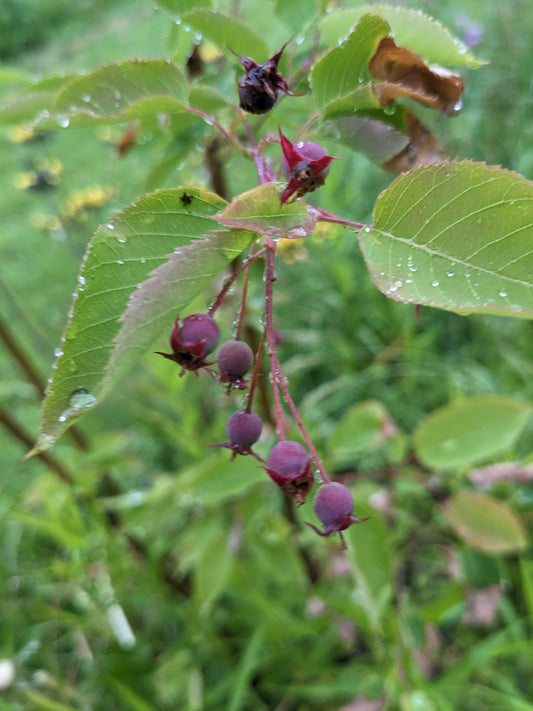 Serviceberry Seedlings