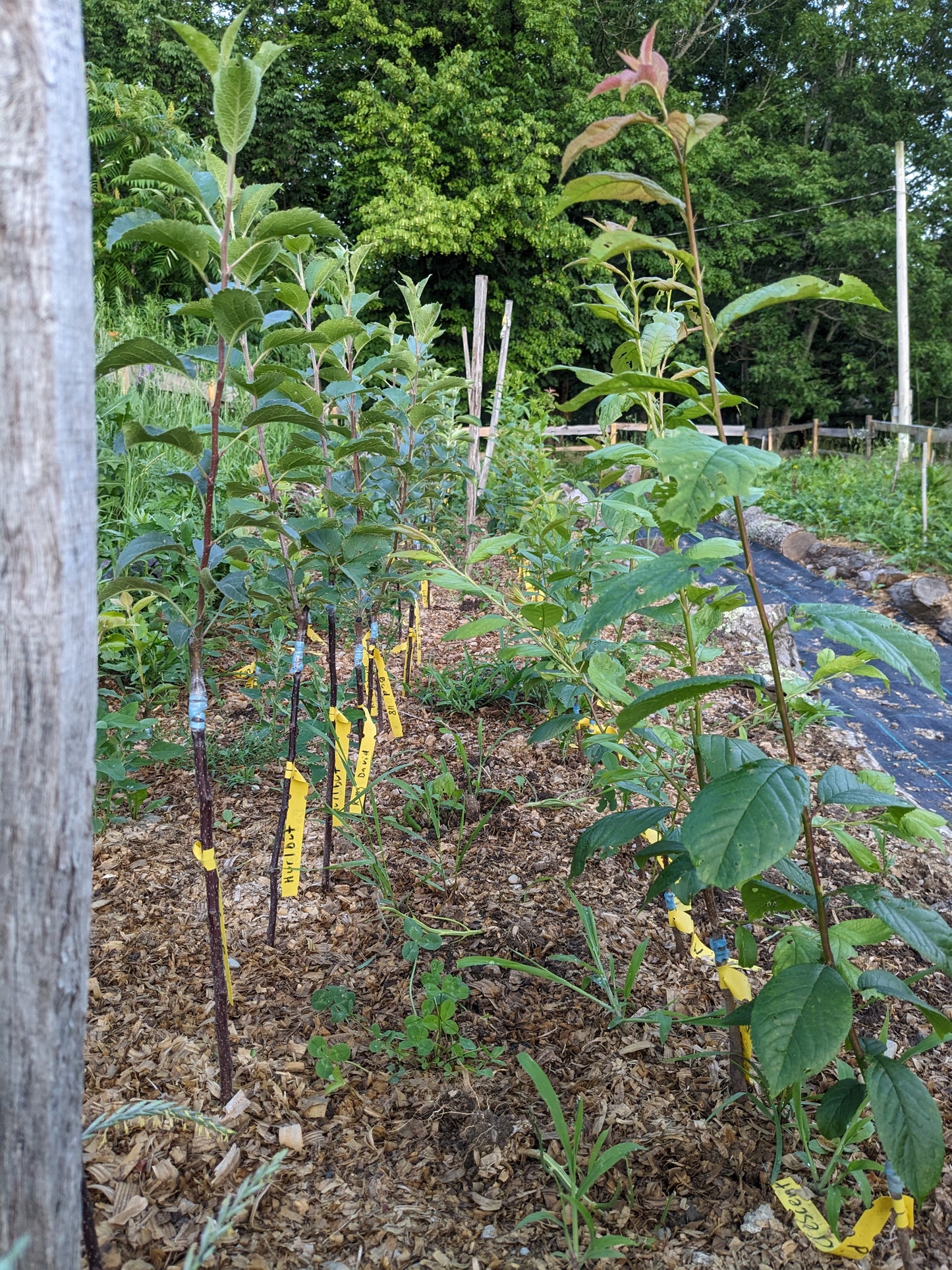 Grafted apple tree