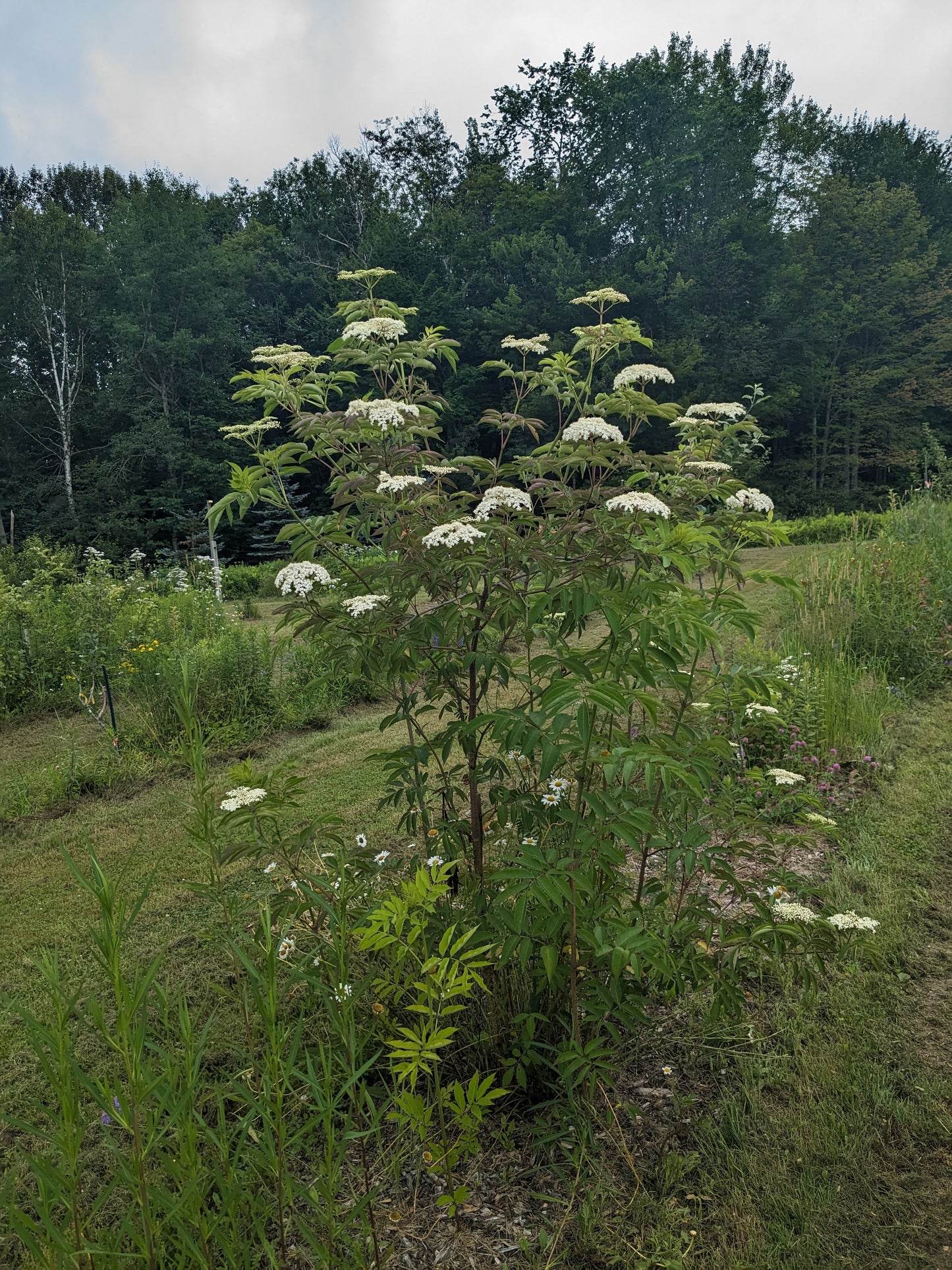 Elderberry (rooted cuttings)