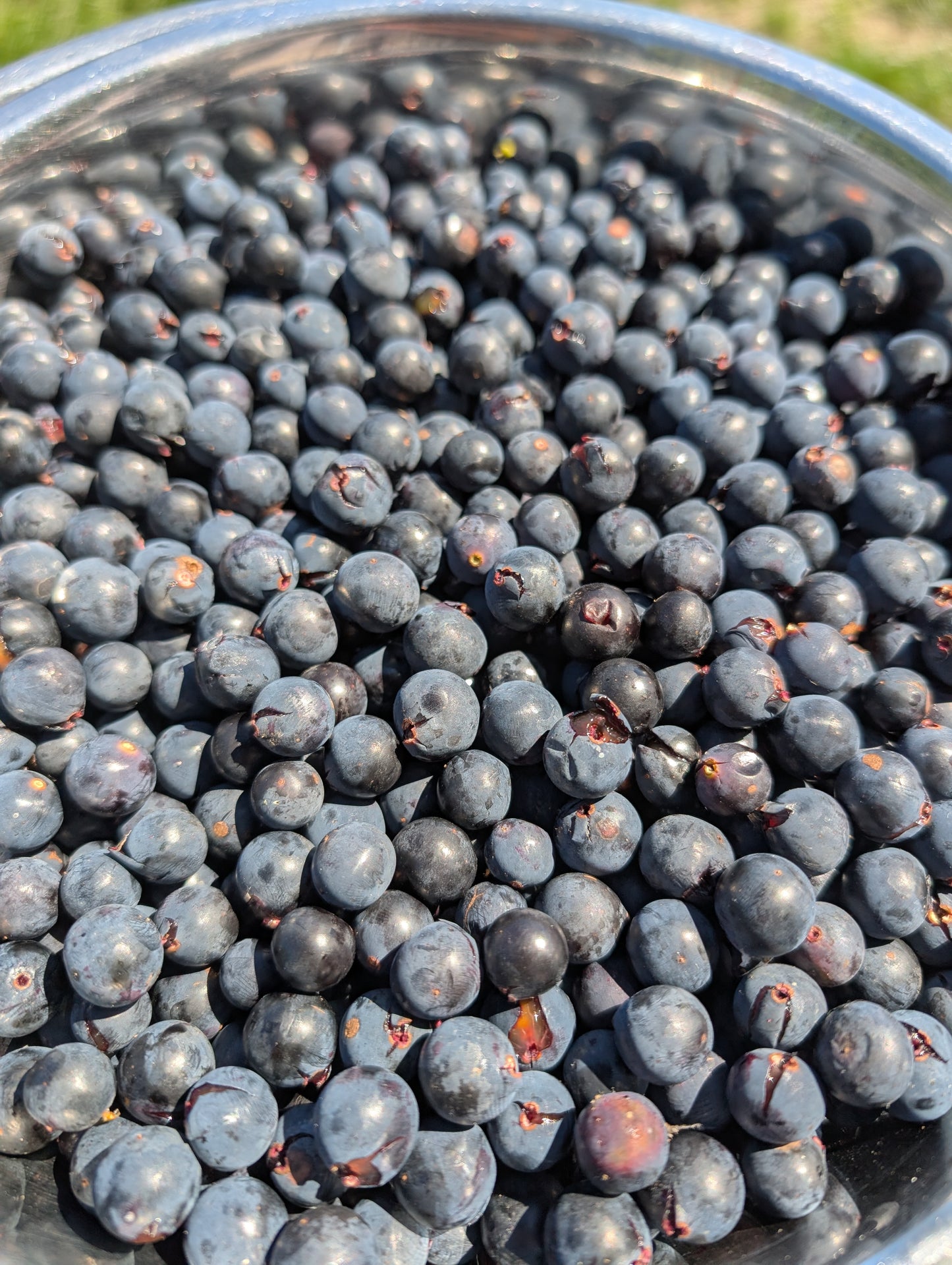 Fox Grape (rooted cuttings)
