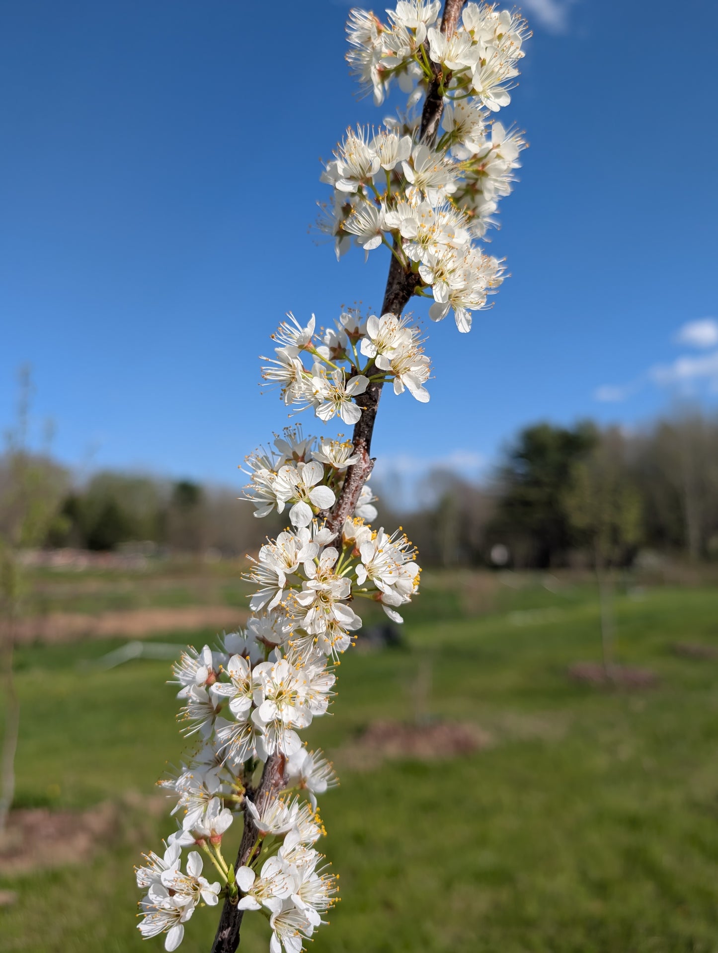 Grafted plum tree - 1st year whips