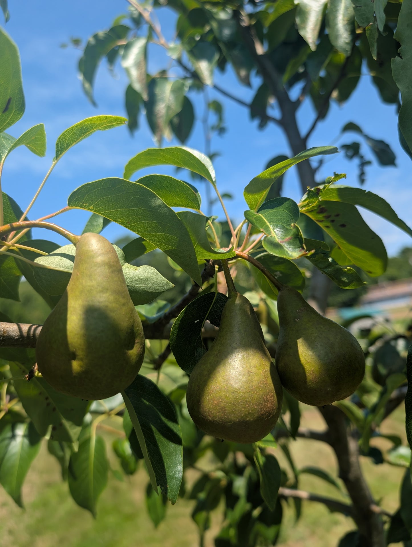 Grafted European pear tree - 1st year whips