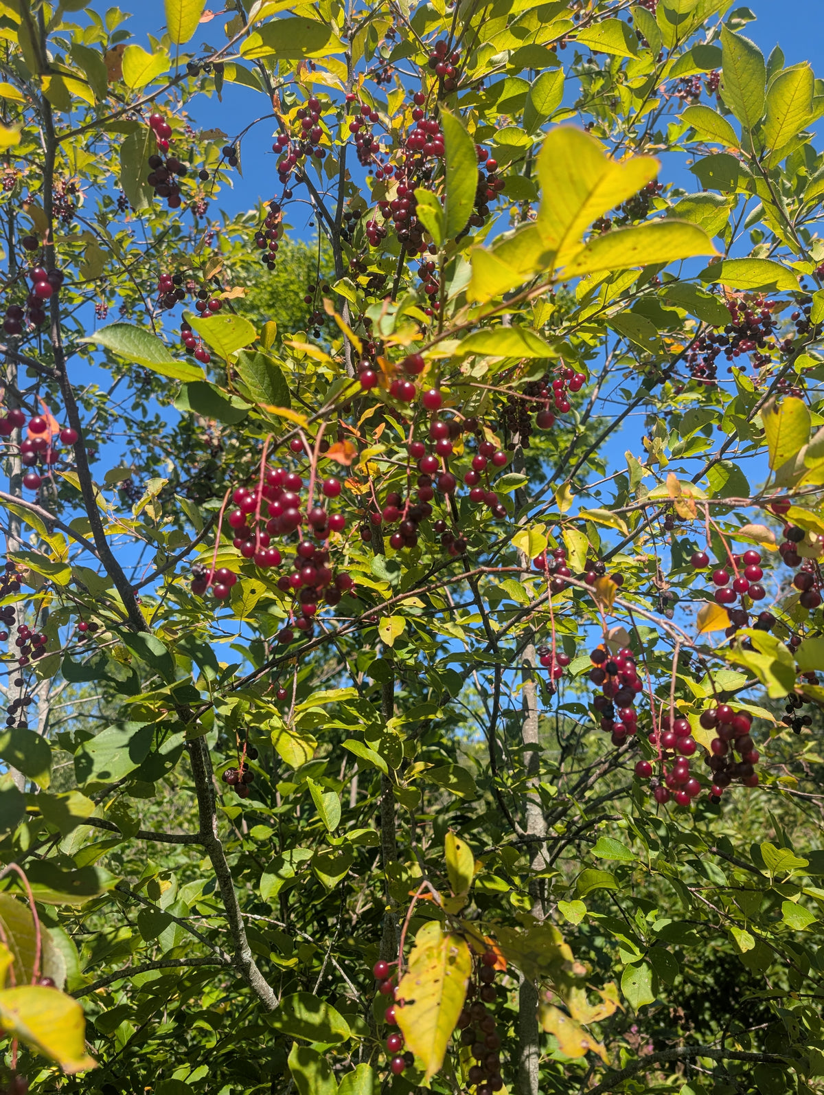 Chokecherry Seedling