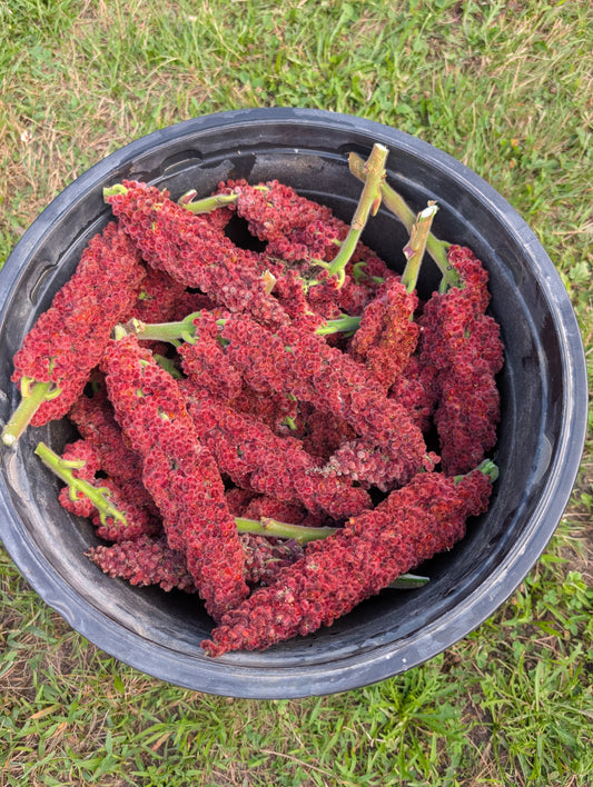 Staghorn sumac (rooted cuttings)