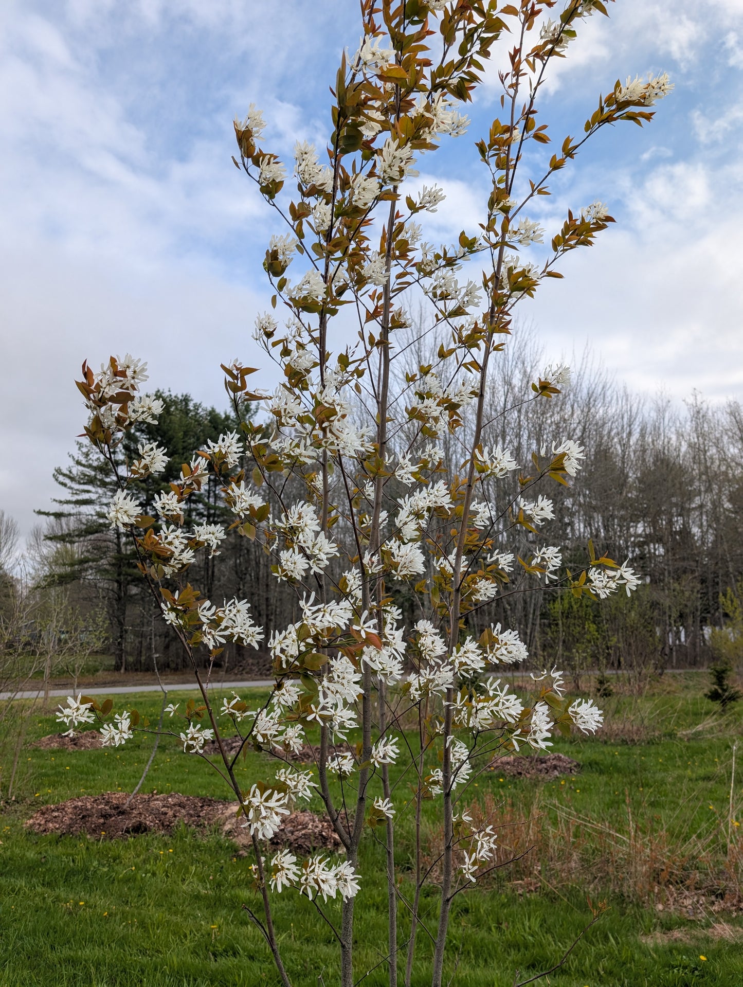 Serviceberry Seedlings
