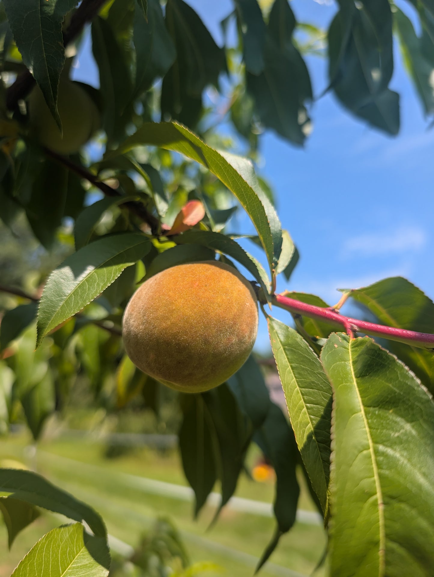 Peach Seedlings