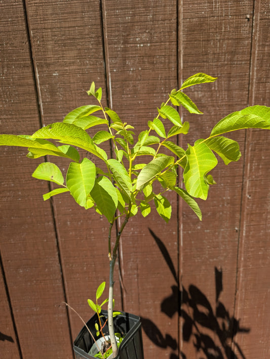 Carpathian Walnut seedlings