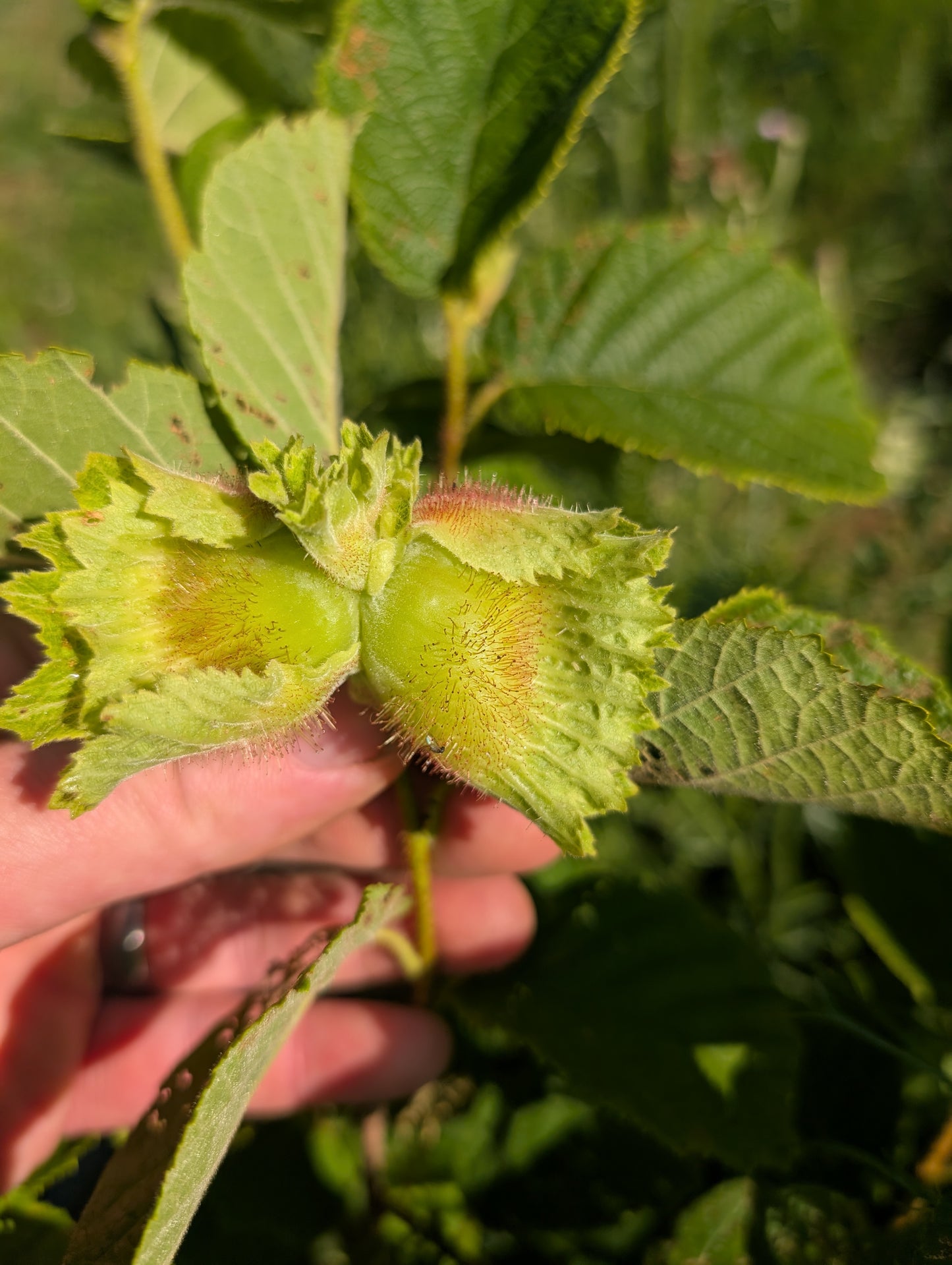 Hybrid Hazelnut Seedlings