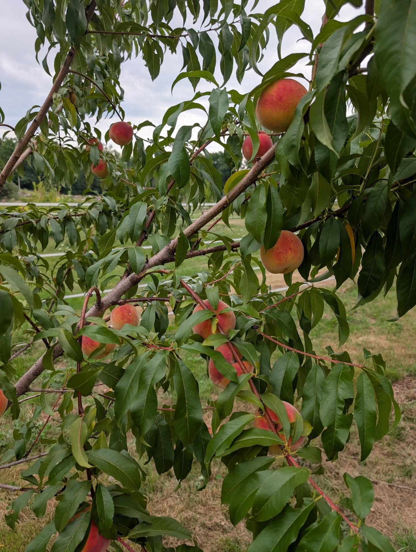 Peach Seedlings