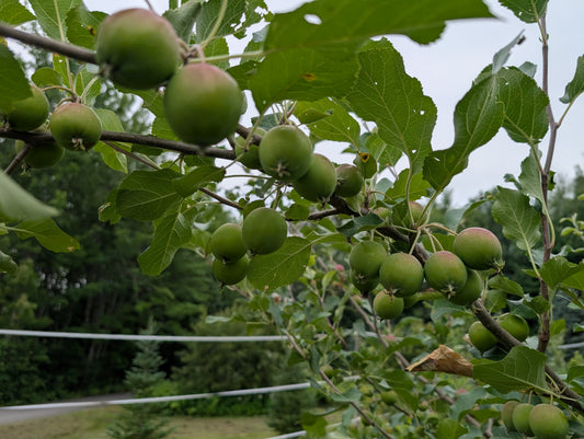 Grafted apple tree - 1st year whips