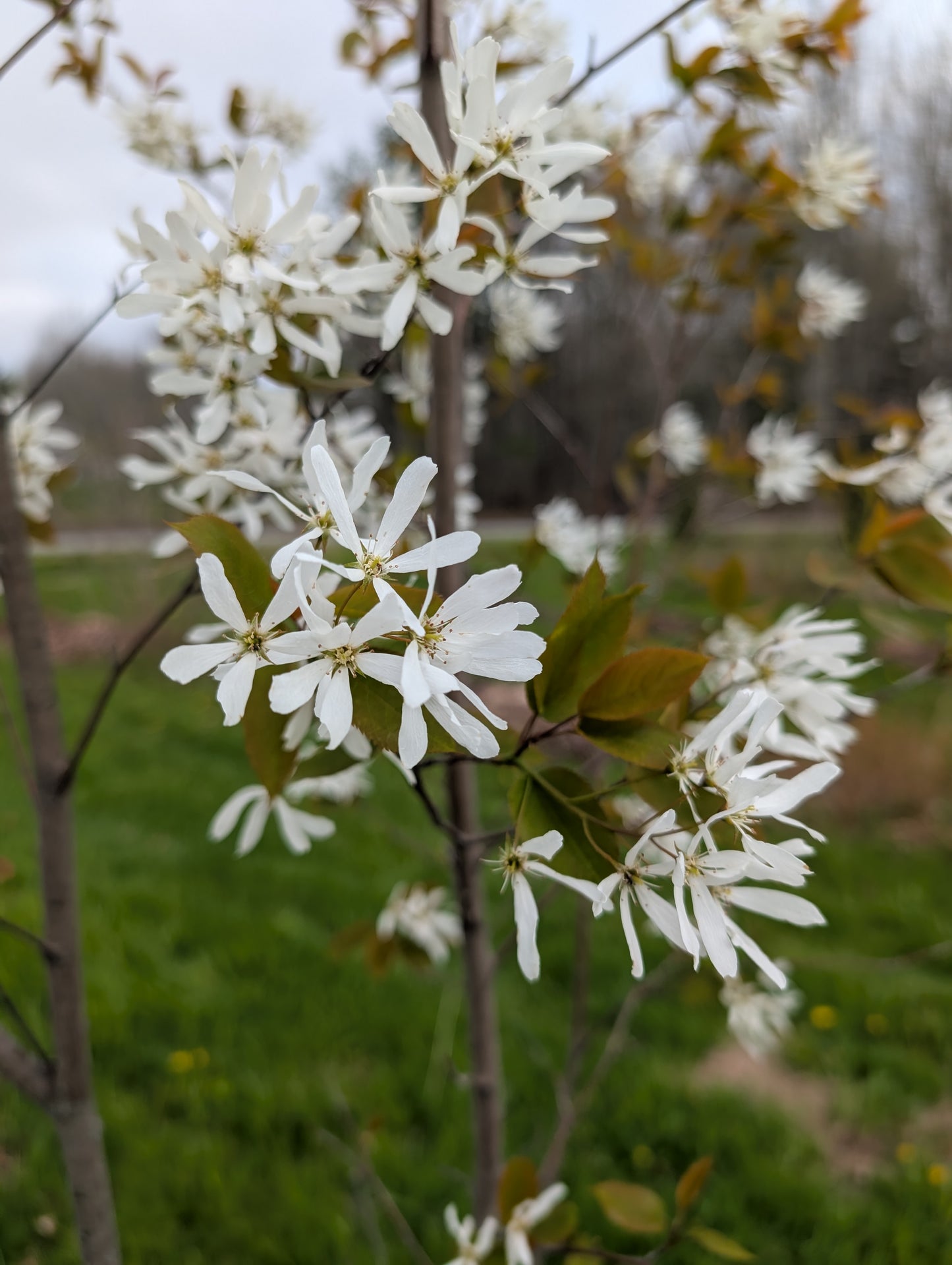 Serviceberry Seedlings