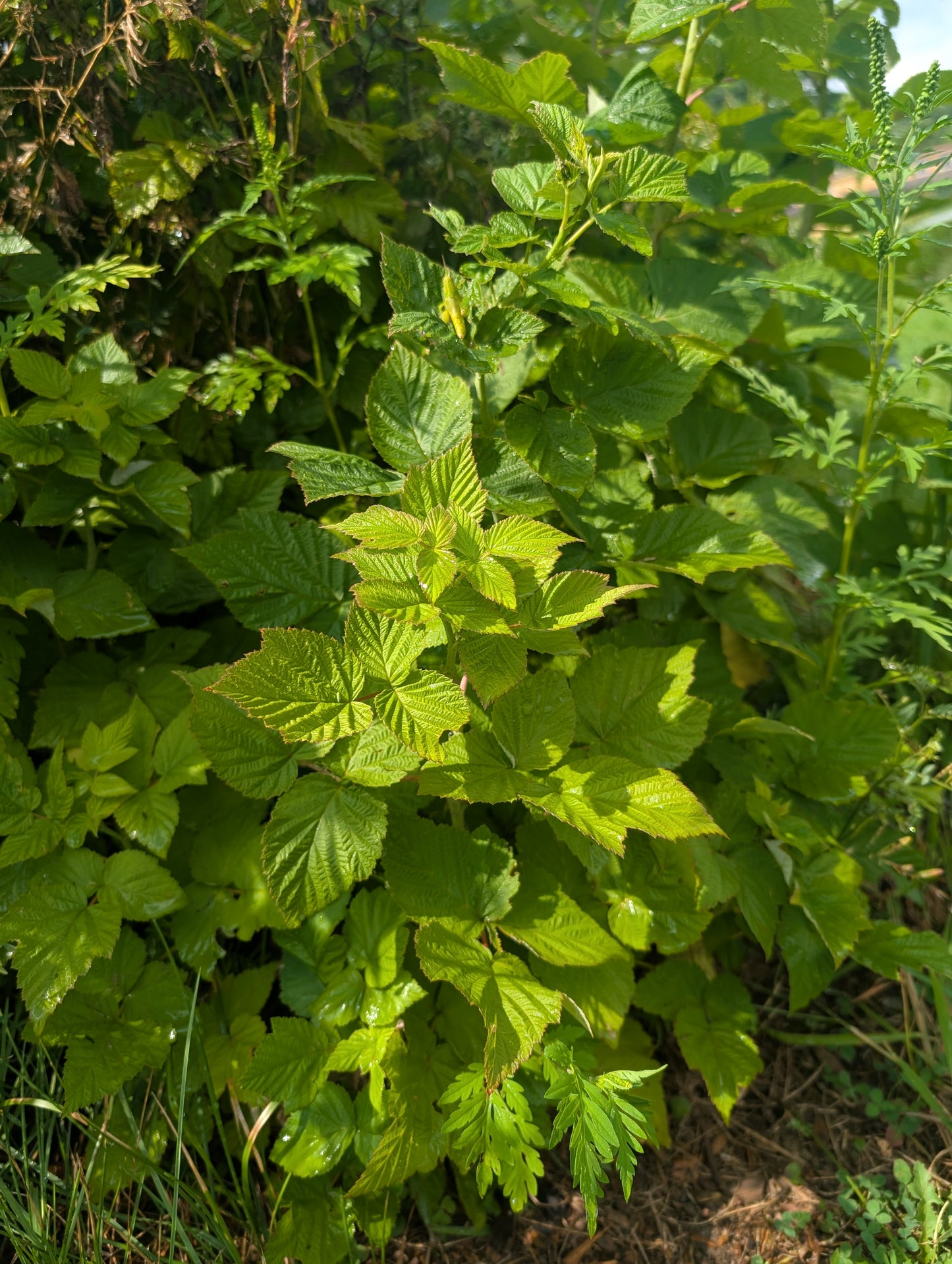 Raspberry 'Nova' - Bare root divisions