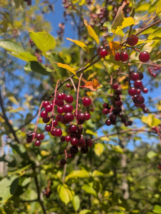 Chokecherry Seedling