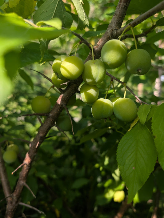 Grafted plum tree - 1st year whips
