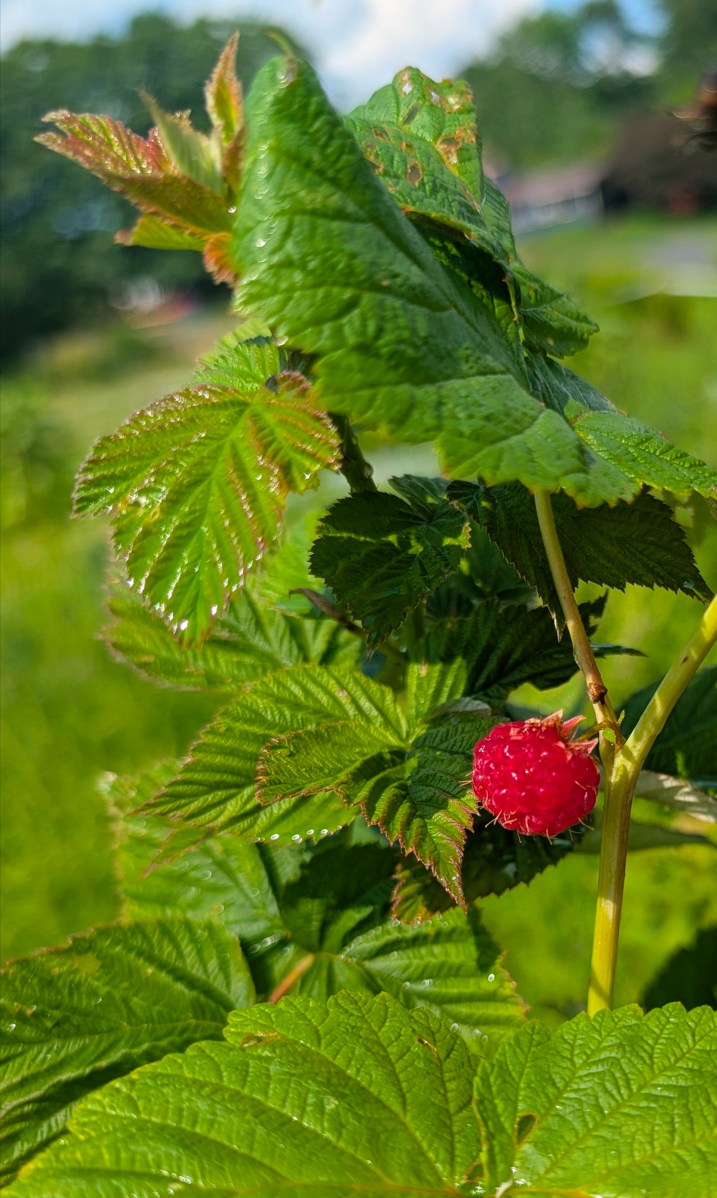 Raspberry 'Nova' - Bare root divisions