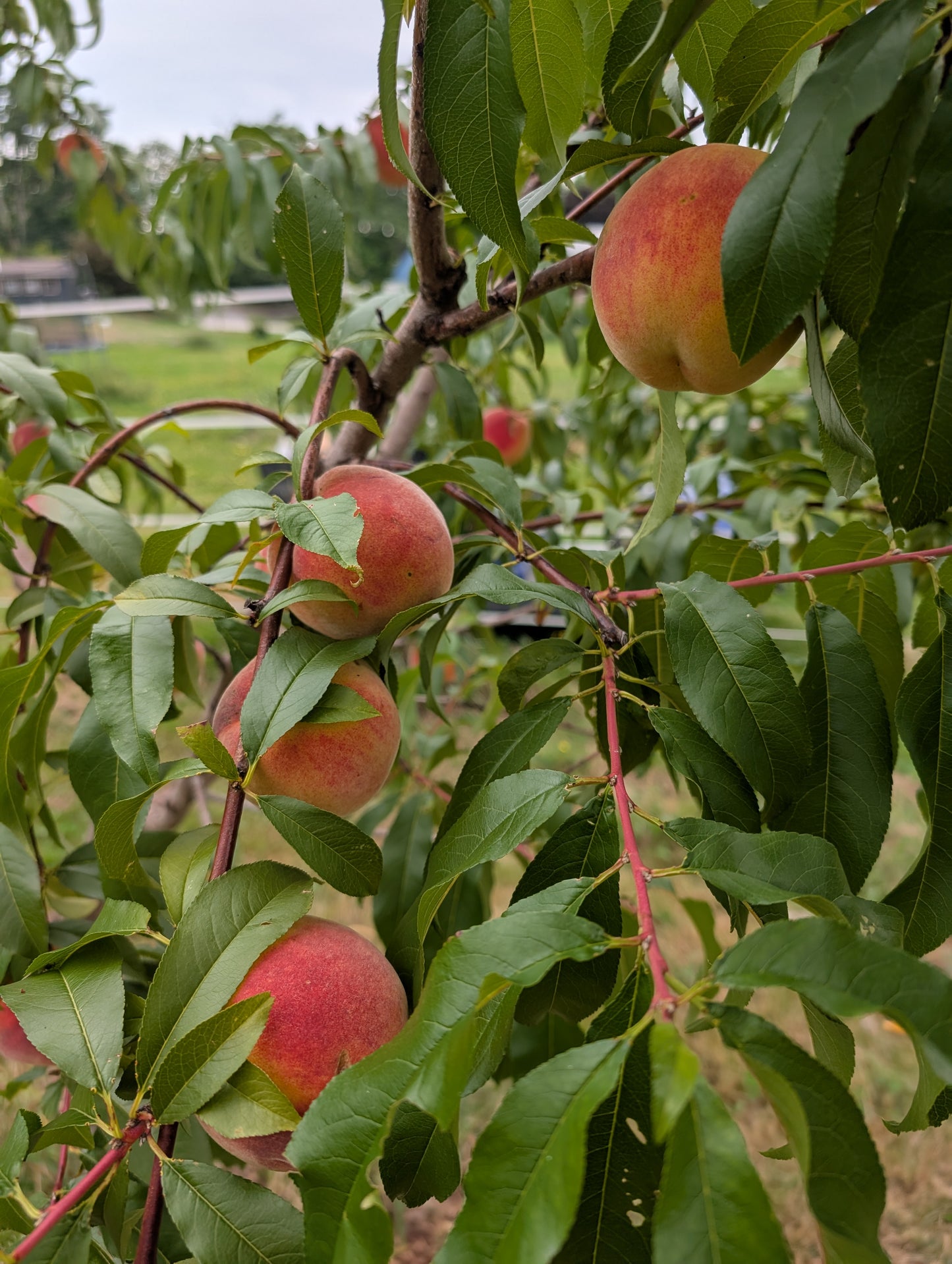 Peach Seedlings
