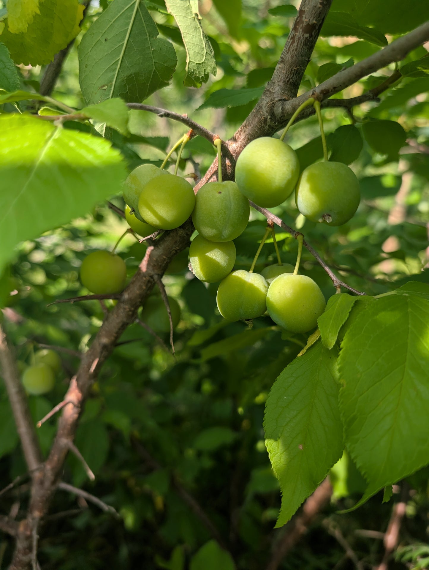 American Plum Seedlings
