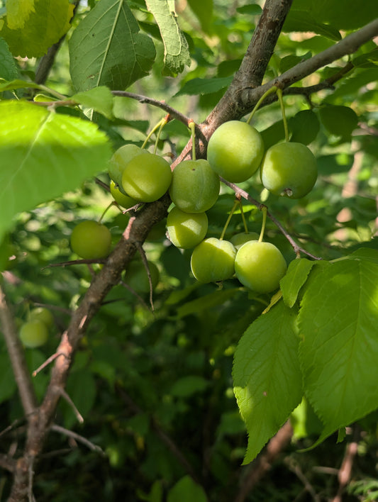 American Plum Seedlings