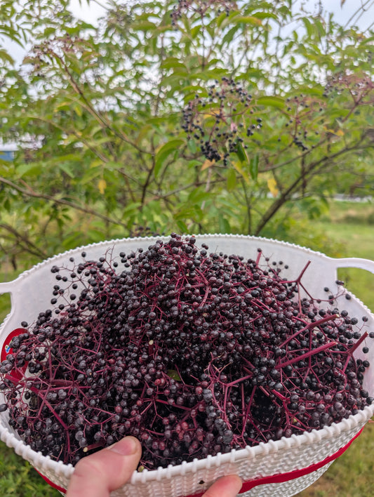 Elderberry (rooted cuttings)