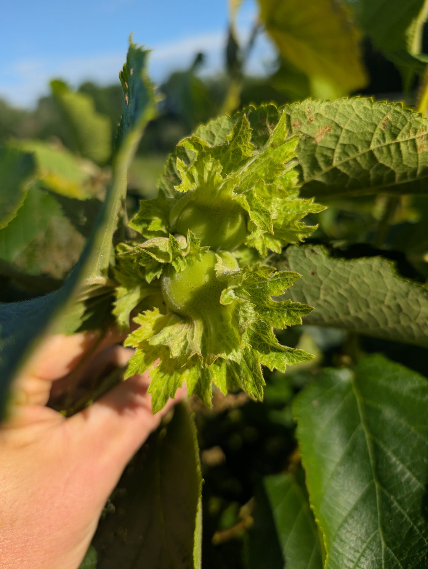 Hybrid Hazelnut Seedlings