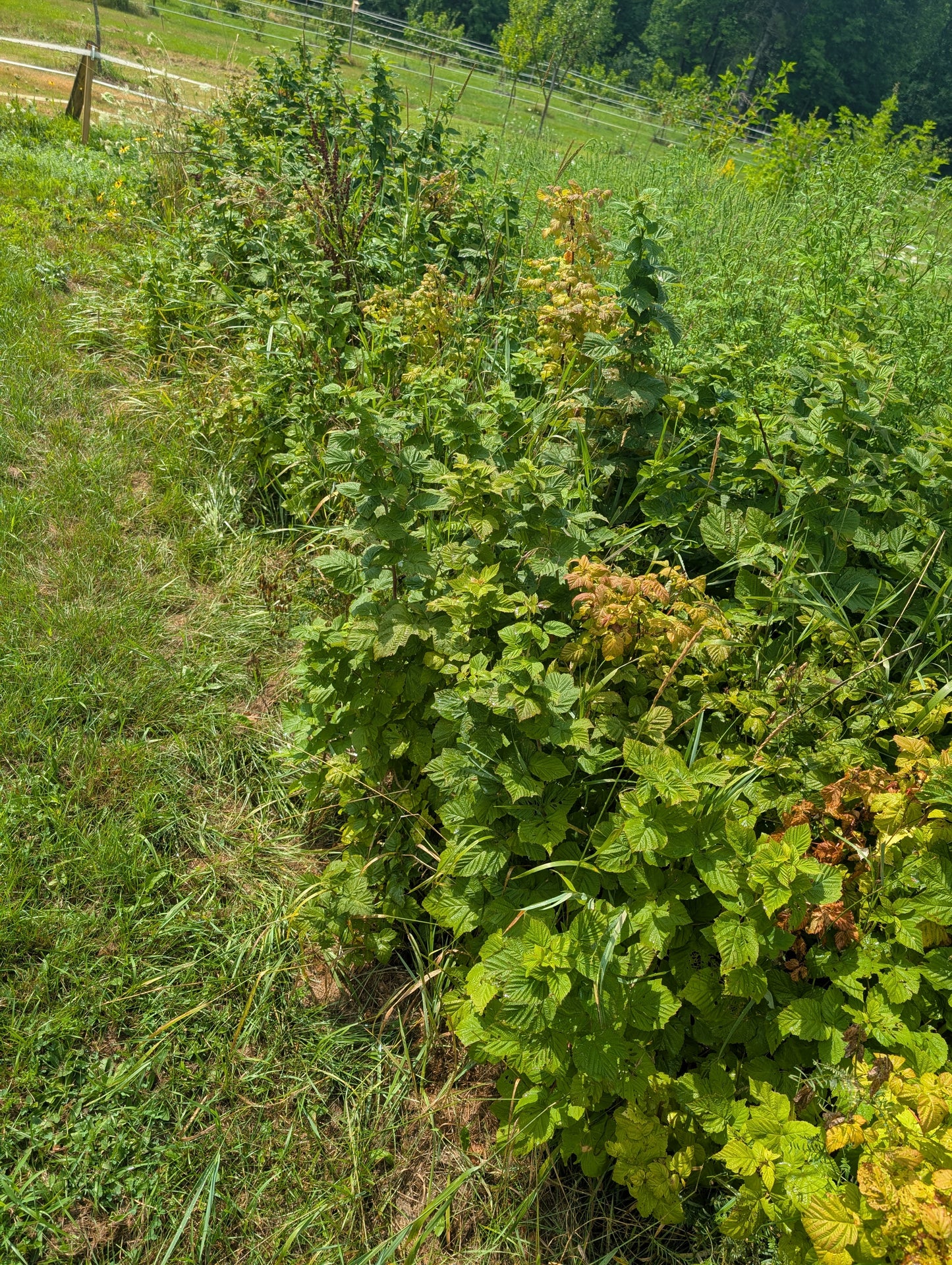 Raspberry 'Nova' - Bare root divisions