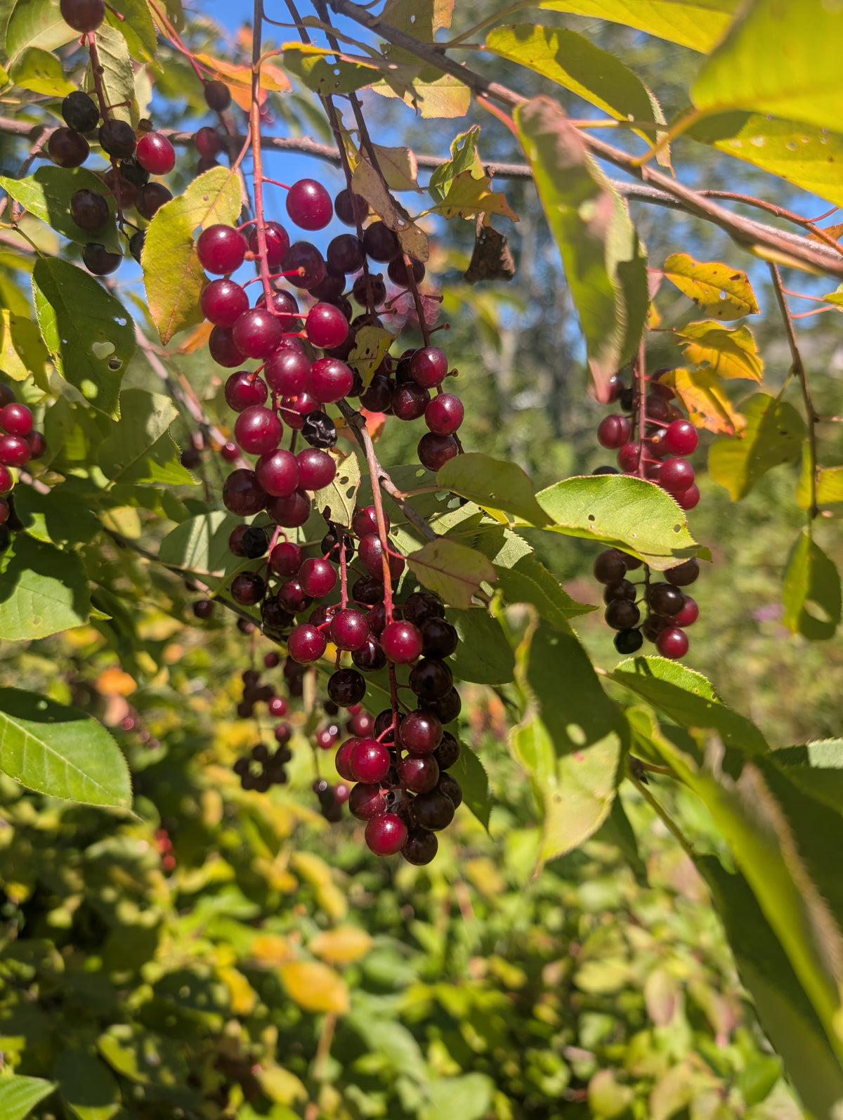 Chokecherry Seedling