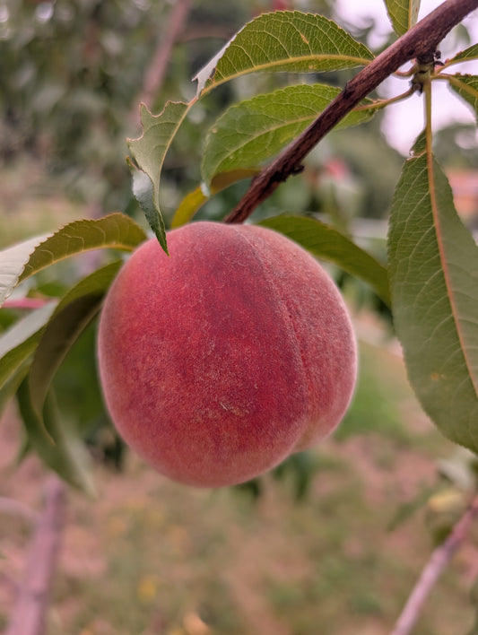 Peach Seedlings