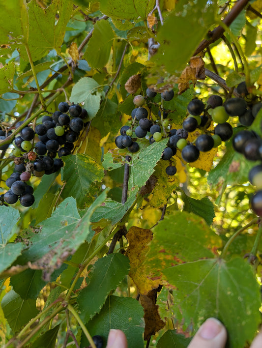 Fox Grape (rooted cuttings)
