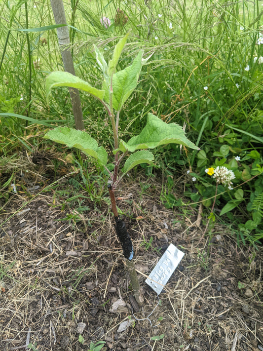 Grafted apple tree