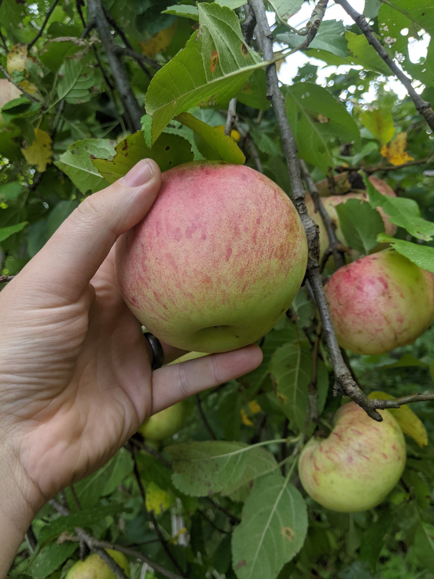 Maine feral apple seedlings (bundle of 10)