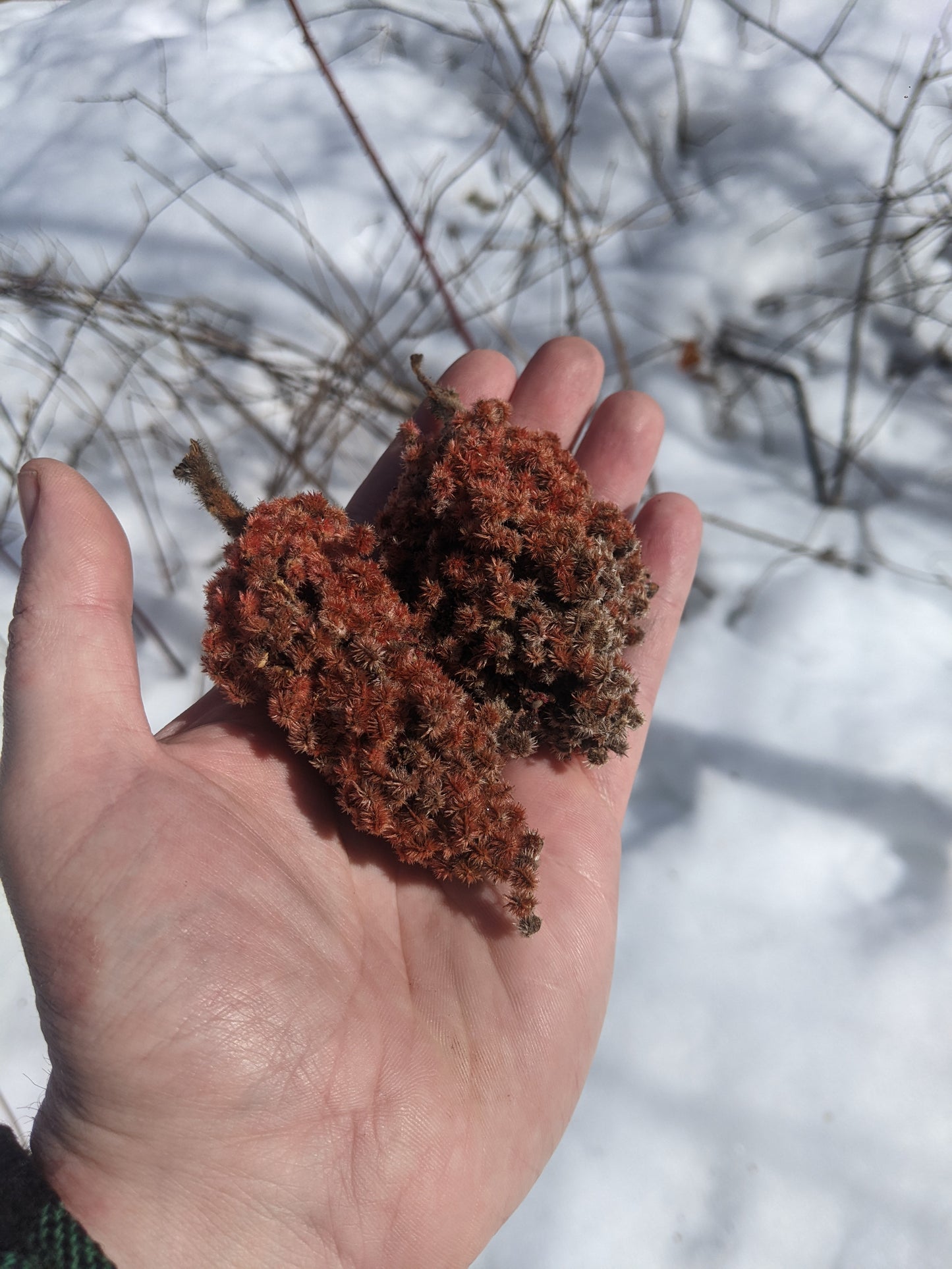 Staghorn Sumac root cuttings (bundle of 5)