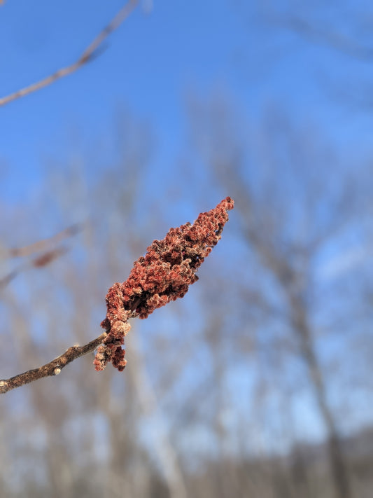 Staghorn Sumac root cuttings (bundle of 5)