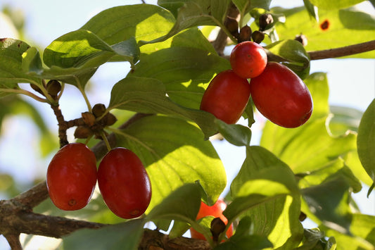 Cornelian Cherry seedlings