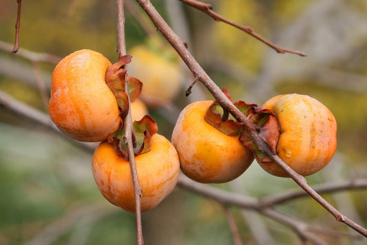 American Persimmon seedlings